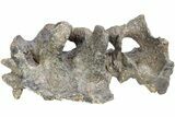 Fossil Iguanodont Dinosaur (Mantellisaurus?) Sacrum - England #238080-5